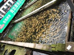 -青龙潭鱼庄
