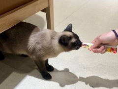 -藏猫猫咖啡主题馆(中央大道店)