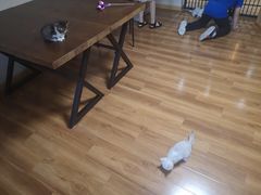 超可爱的猫猫-喵屋coffee