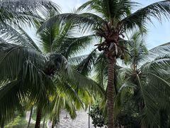 -三亚海棠湾万丽度假酒店