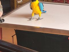-燕塞湖鸟语林景区