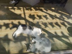 -萌宠亲子动物乐园(槐房万达店)