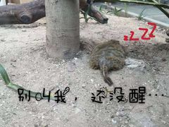 -灵玲国际马戏城