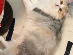-贝康宠物医院·犬猫全科·小动物特色诊疗中心(东环路店)