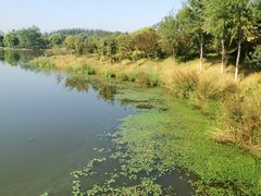 -东郊湿地公园