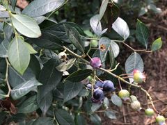 -金谷域澳洲庄园