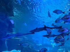 -太平洋海底世界