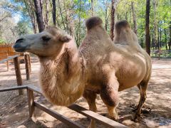 -北京野生动物园