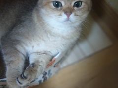 -Meowの猫咖(万家丽店)