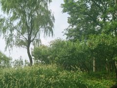 -翠湖国家城市湿地公园
