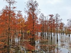 -池杉湖湿地公园