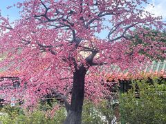 -珠海圆明新园