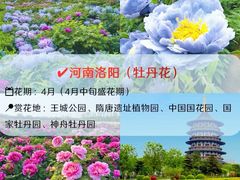 -洛阳市牡丹公园