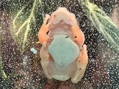 -上海大自然野生昆虫馆(东方明珠·爬宠昆虫探索中心)