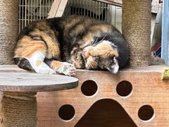 -爱侣·安琦尔宠物医院·中兽医针灸·心内科·狂犬免疫点(宝山区院)