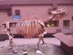 -陕西自然博物馆