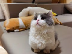 -猫腻·猫咖·撸猫馆(星光大道店)