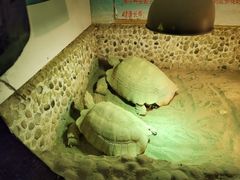 -上海大自然野生昆虫馆(东方明珠·爬宠昆虫探索中心)