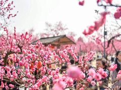 -秀丽东方