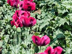 -国家植物园南园