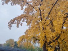 -三里屯东五街银杏大道