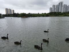 -五缘湾湿地公园