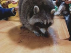 -藦茜花园宠物主题亲子互动体验馆(国顺东路店)