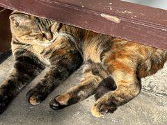 -龙华素斋(龙华路店)