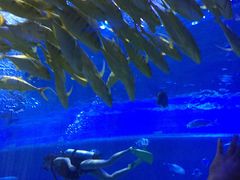 -华夏文旅海洋公园