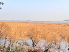 -上海吴淞炮台湾国家湿地公园