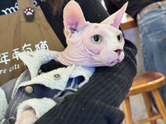 -有猫主题·治愈系猫咖(曾厝垵店)