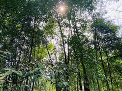 -缙云山景区