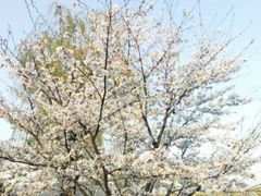 -羊山湖公园