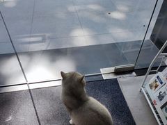 -御宝贝·A梦猫科宠物医院(国际猫友好医院)