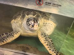 -萌宠奇缘(荣鼎店)