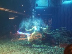 -海棠湾洲际-涛·海底餐厅·美人鱼·自助餐·海底隧道