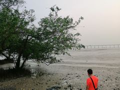 -宝安西湾红树林湿地公园