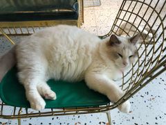 -喵喵咪呀布偶猫咖(春熙路店)