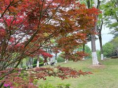 -铁山坪森林公园