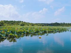 -上海海湾国家森林公园