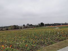 -周浦花海-停车场