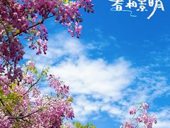 -嘉定紫藤园