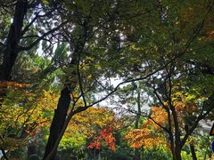 -上海瑞金洲际酒店