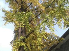 -四川大学(华西校区)