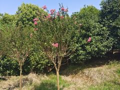 -武汉紫薇都市田园