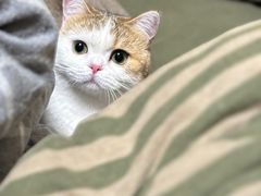-momokira米努特·德文卷毛猫·棉花面纱犬