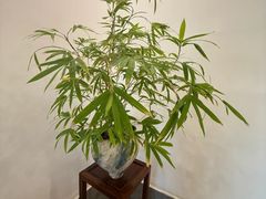 -狮古丰·创意菜·茶馆