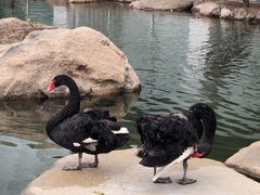 -罗红摄影艺术馆