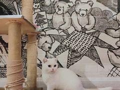-猫小院猫主题餐厅(三里屯店)