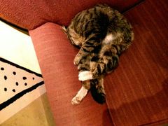 星巴克窝在沙发上的小猫睡得很香-星巴克臻选(成都宽窄巷子店)